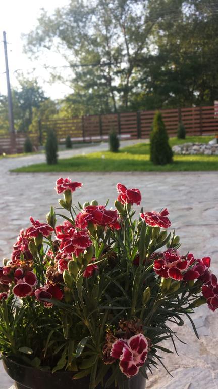Pensiunea Codruta Cărpinişu 외부 사진